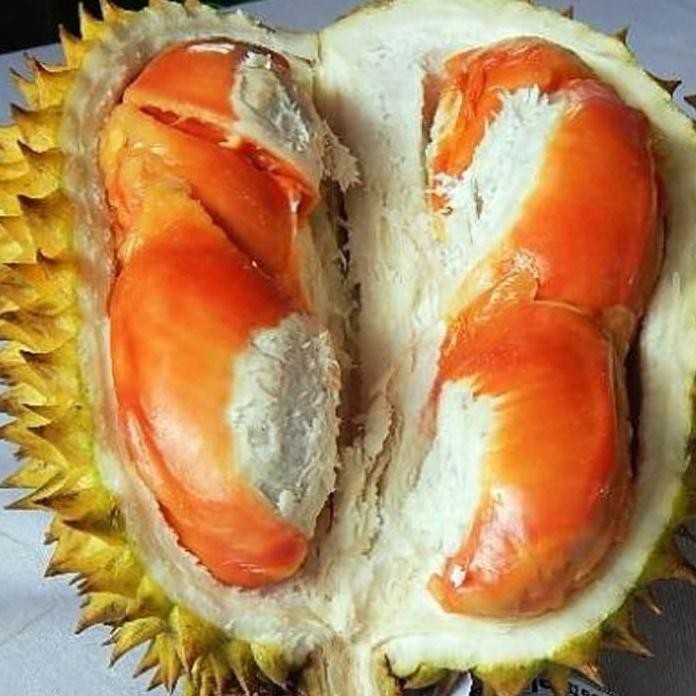 

Terlaris Bibit Buah Durian Simas / Orange Lay
