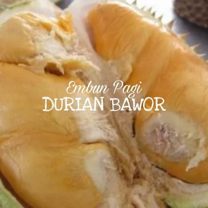 

Terlaris Bibit Buah Durian Bawor Super Jumbo