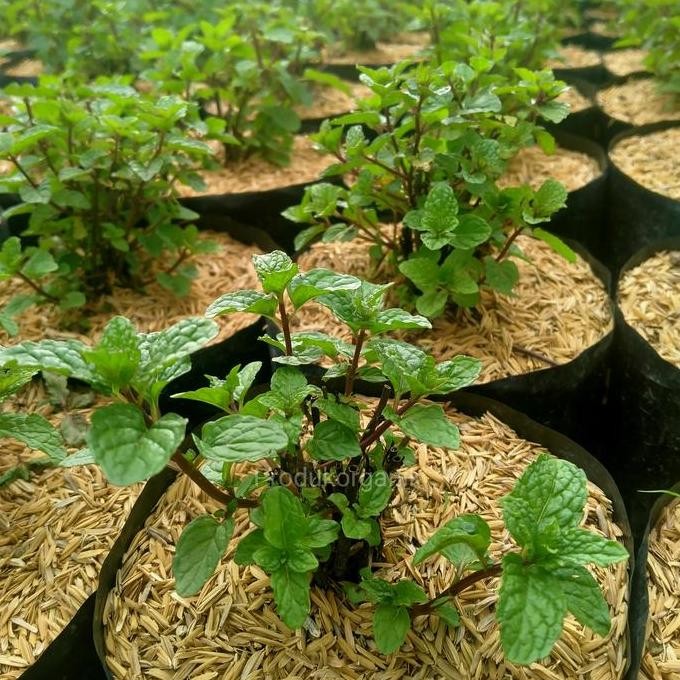 

Terlaris Bibit Daun Mint - Tanaman Daun Mint