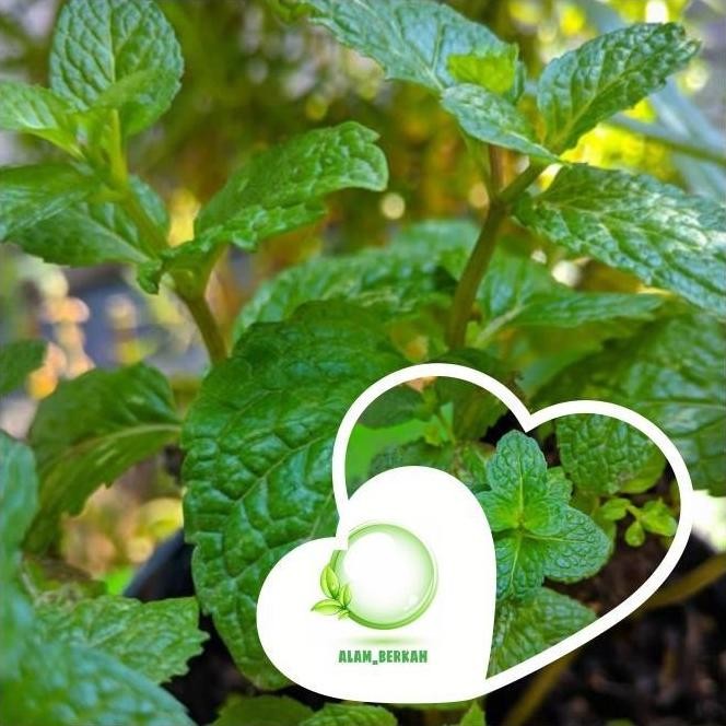 

Terlaris Bibit Tanaman Apel Mint/Tanaman Herbal Daun Apel Mint Cccc