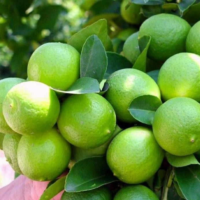 

Terlaris Bibit Tanaman Buah Jeruk Nipis Super Unggul Bisa Di Tana Qwtpdl 9528Ct
