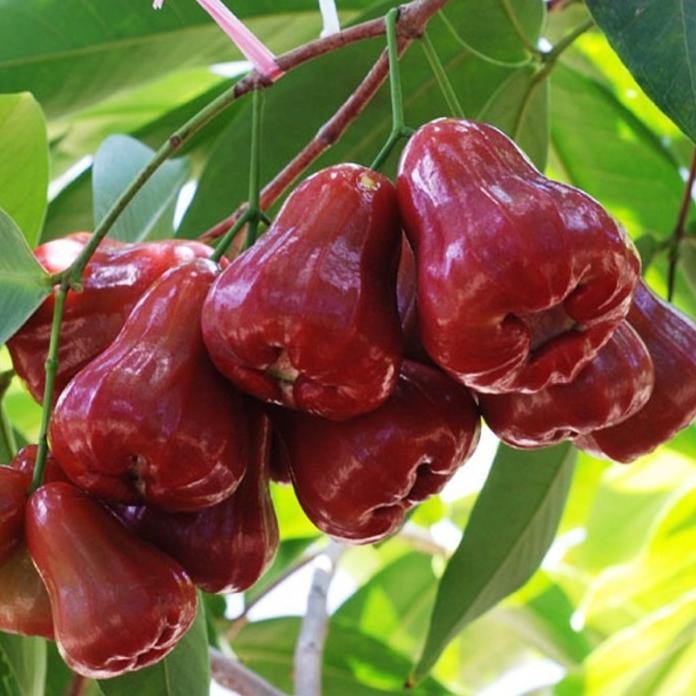 

Terlaris Bibit Tanaman Buah Jambu Air Citra Manis 80 Cm