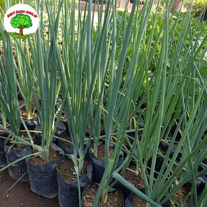 

Terlaris Bibit Daun Bawang Merah