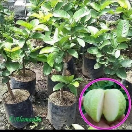 

Terlaris Bibit Tanaman Jambu Sukun Kristal Kondisi Berbunga / Berbuah