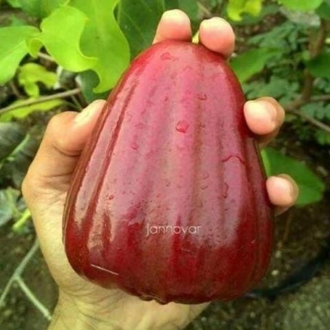 

Terlaris Bibit Tanaman Buah Jambu Air Dalhari 1 Meter-Jambu Merah Jumbo Az