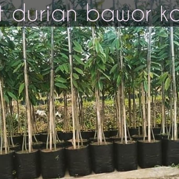 

Terlaris Bibit Tanaman Durian Bawor Kaki 3/Pohon Duren Kaki Tiga