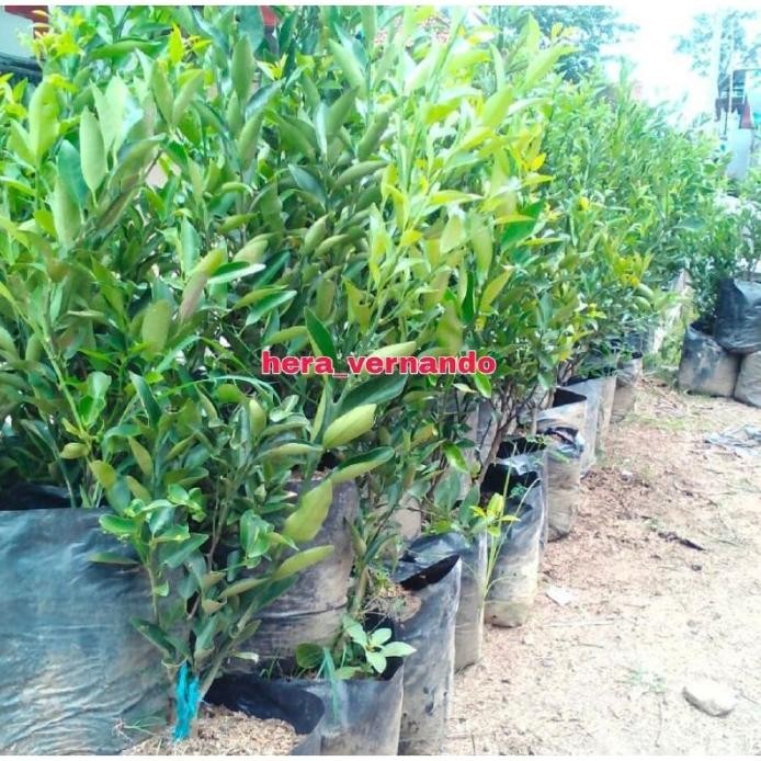 

Terlaris Terlaris Bibit Jeruk Nipis Jumbo Super
