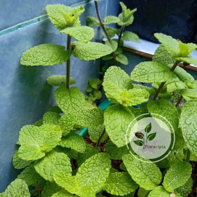

Terlaris Pohon Apple Mint - Bibit Tanaman Appel Mint Satu Pot - Daun Herba Eeee
