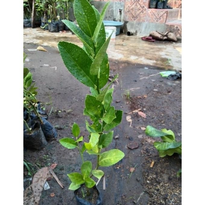 

Terlaris Bibit Jeruk Nipis Okulsi Artgik 0350Pm