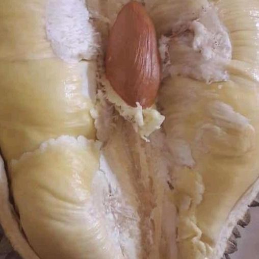 

Terlaris Bibit Durian Montong