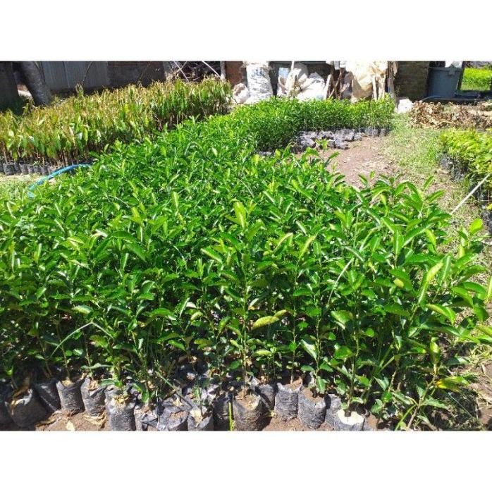 

Terlaris Bibit Jeruk Nipis Cepat Berbuah Kfrvxb 2374Dv