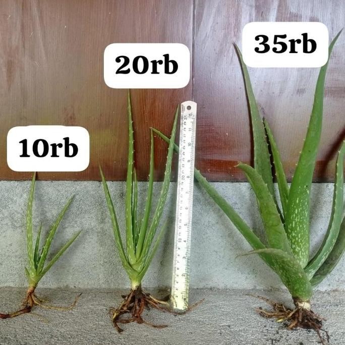 

Terlaris Bibit Lidah Buaya Jumbo Chinensis