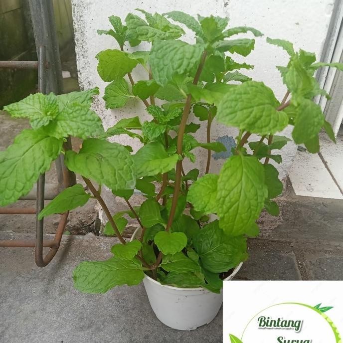 

Terlaris Bibit Tanaman Daun Mint/Daun Spearmint(Menhta) Eeee