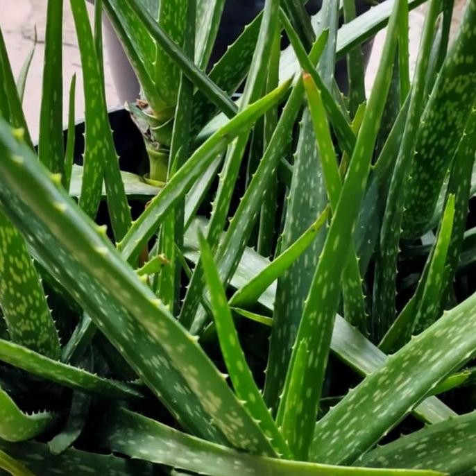 

Terlaris Bibit Tanaman Lidah Buaya Aloe Vera