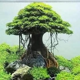 Terlaris Hiasan Aquarium Aquascape Pohon Bonsai Umbrella Include Moss