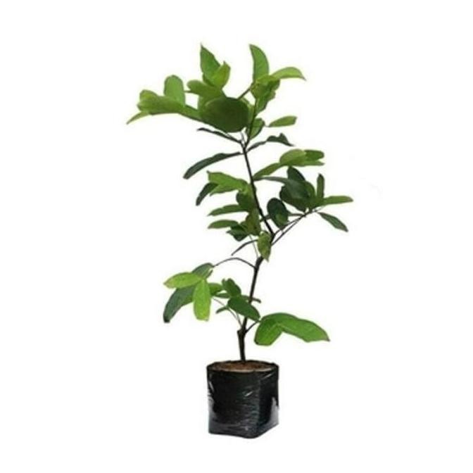 

Terlaris Tanaman Buah Jambu Air Citra Bonus Bibit Daun Mint