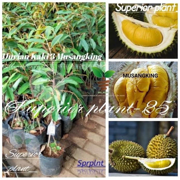 

Terlaris Bibit Durian Musangking Kaki 3