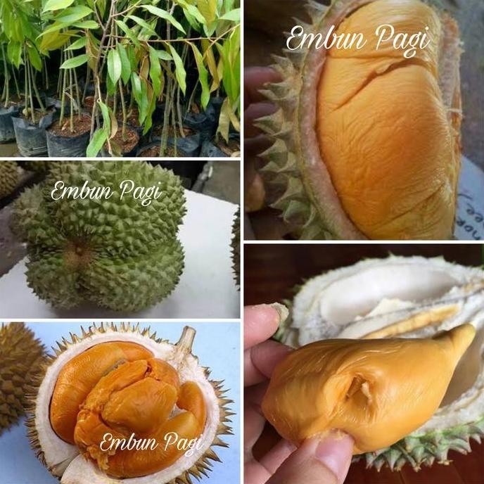 

Terlaris Bibit Durian Duri Hitam Malaysia Atau Ochee Kaki 3 Terjamin Kevalitan