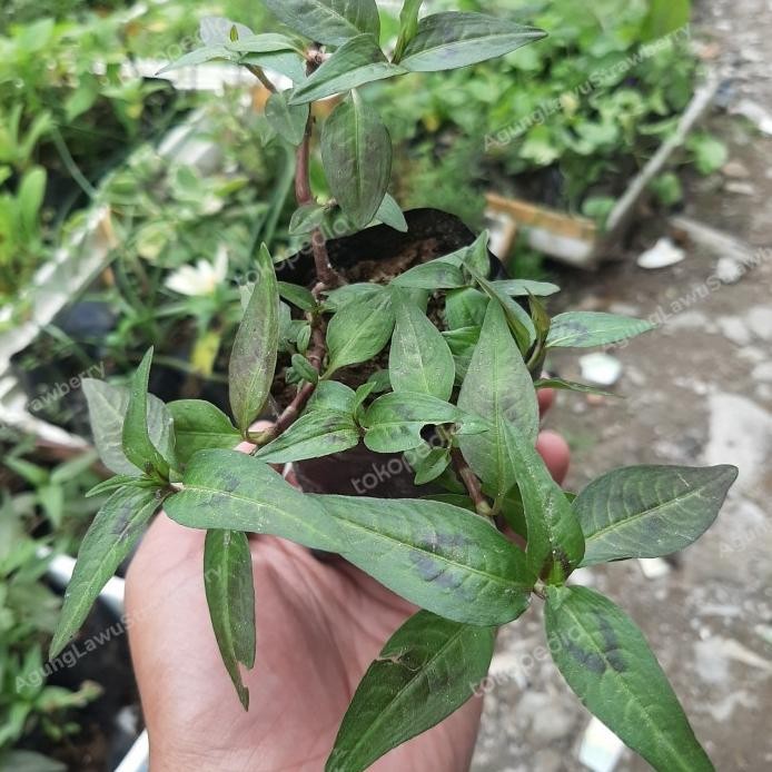 

Terlaris Bibit Daun Kesum, Daun Laksa, Vietnam Mint