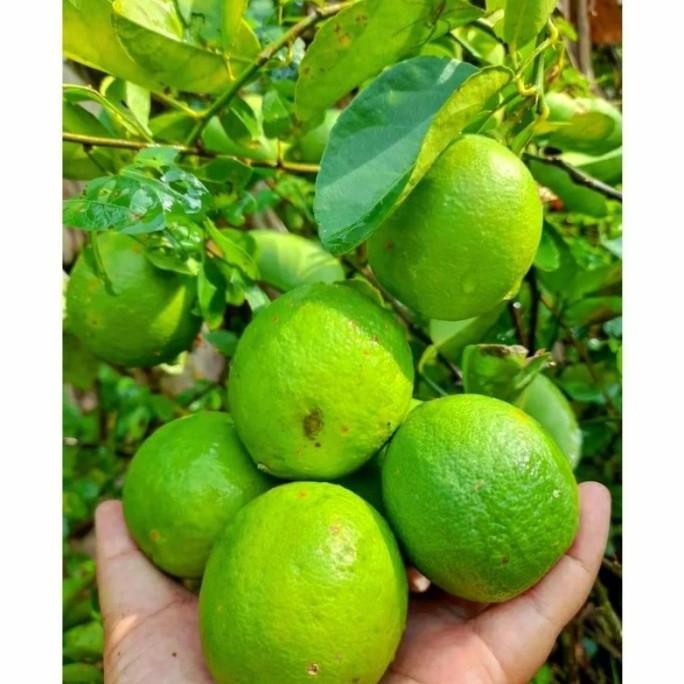 

Terlaris Bibit Jeruk Nipis Hasil Okulasi Pilryu 7418Dx