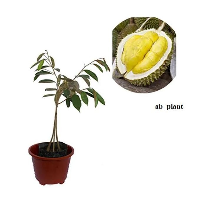

Terlaris Bibit Durian Musangking Kaki 3 Super Cepat Berbuah
