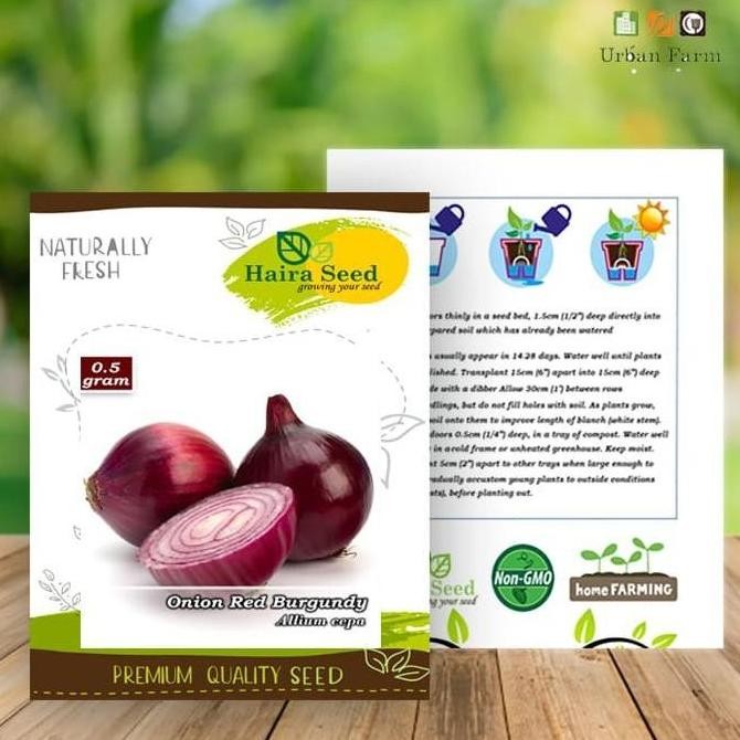 

Terlaris Benih-Bibit Bawang Merah Red Burgundy (Haira Seed)