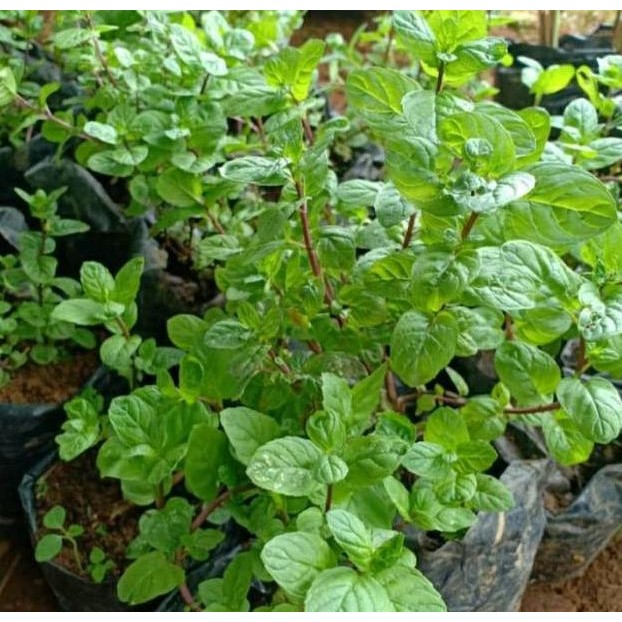 

Terlaris Bibit Daun Mint-Menthol-Tanaman Mint Peppermint Super