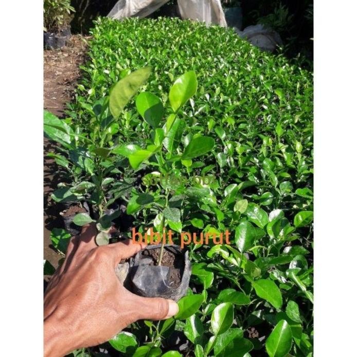 

Terlaris Bibit Jeruk Purut, Salam, Nipis Bumbu Masak Muhar Meriah Iikcrs 2290Of