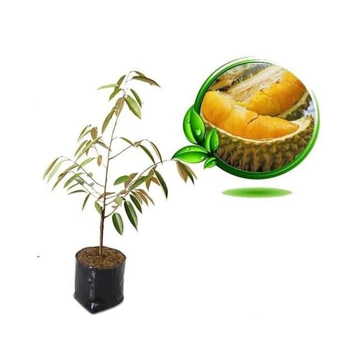 

Terlaris Bibit Tanaman Buah Durian Montong