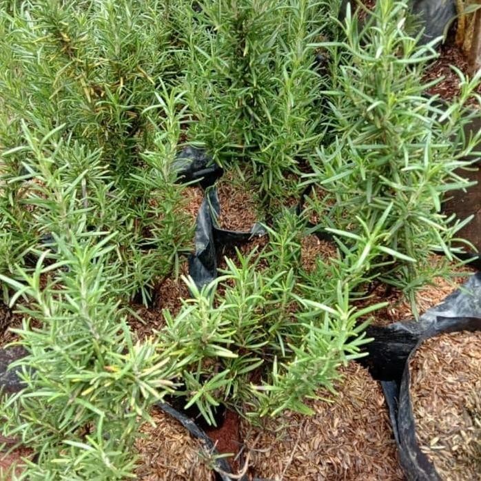 

Terlaris Bibit Pohon Rosemary - Tanaman Anti Serangga Barang Super