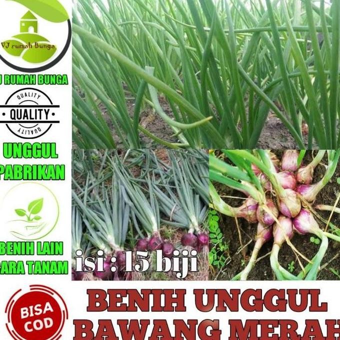 

Terlaris Benih Bibit Bawang Merah