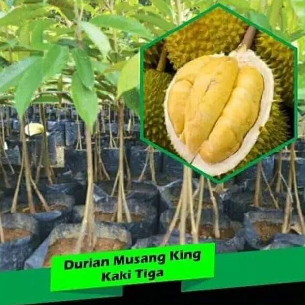 

Terlaris Bibit Durian Musangking Kaki 3