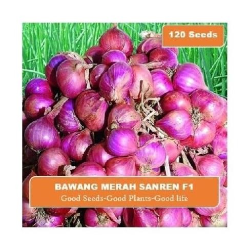 

Terlaris Best Isi 120 Biji Benih Bibit Bawang Merah Cap Panah Kemasan Pro