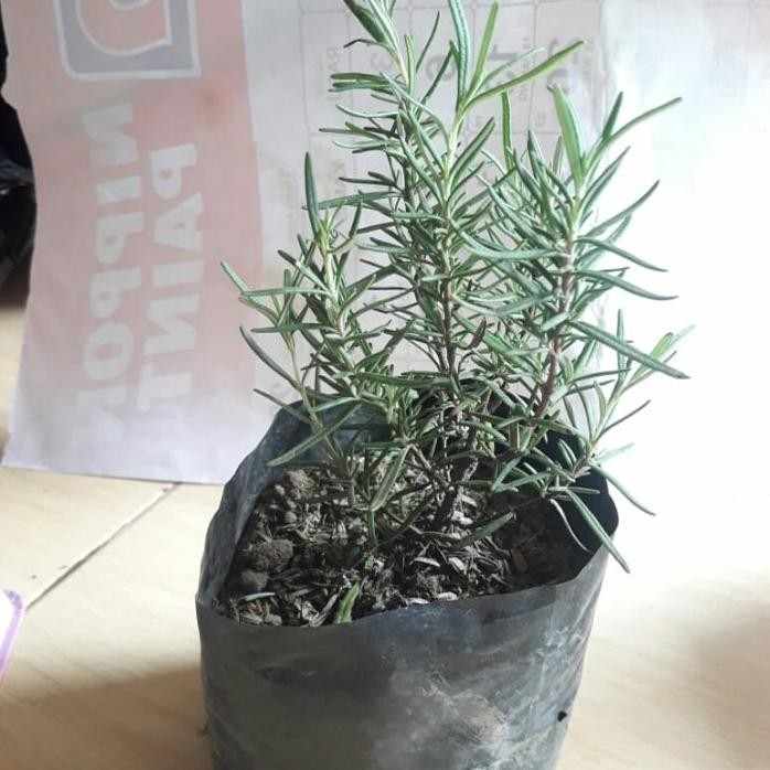 

Terlaris Bibit Tanaman Herbal Rosemary