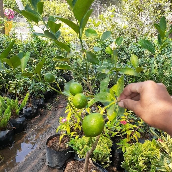 

Terlaris Promo 2 Bibit Jeruk Nipis Sudah Berbuah Rimbun Bibit Tanaman Super Unggul Https://Www.Bigseller.Com/Web/Listing/Tokopedia/Index.HtmBsstatus=1