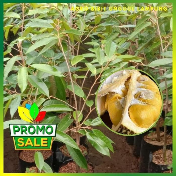 

Terlaris Bibit Durian Bangkok Asli Tanaman Okulasi Cepat Berbuah Super Genjah