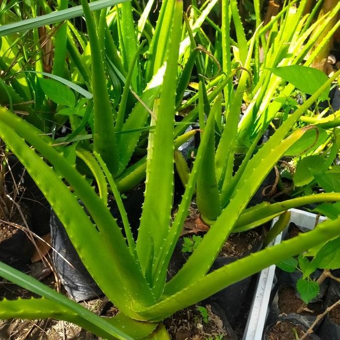 

Terlaris Bibit Lidah Buaya Jumbo/Indukan
