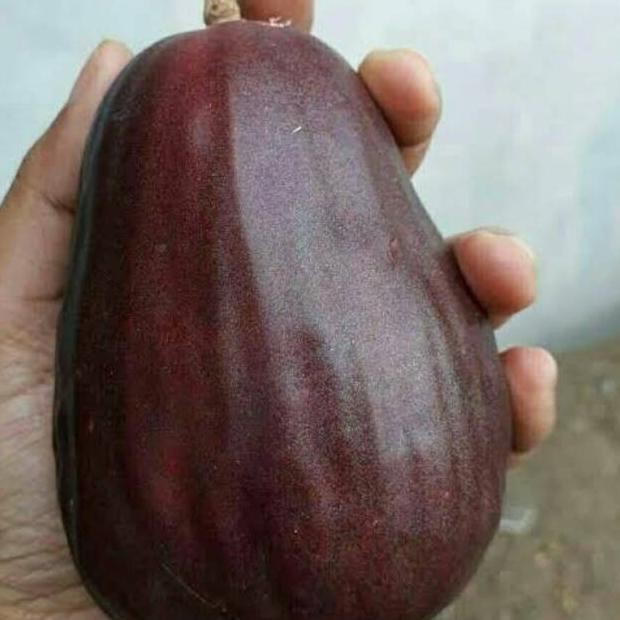 

Terlaris Bibit Buah Jambu Tokal Jamaika 1Meter,Cepat Berbuah Yqmchn 8606Fp