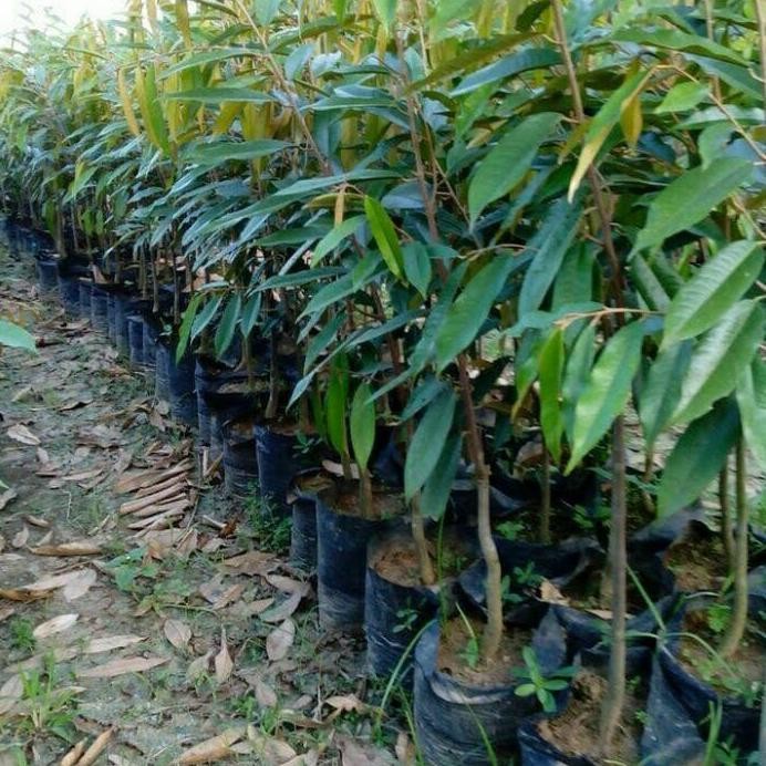 

Terlaris Bibit Durian Musangking Tinggi 150Cm