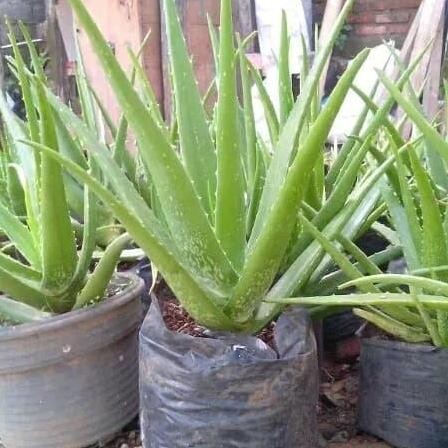 

Terlaris Pohon Lidah Buaya / Aloe Vera - Bibit Tanaman Pohon Daun Lidah Buaya