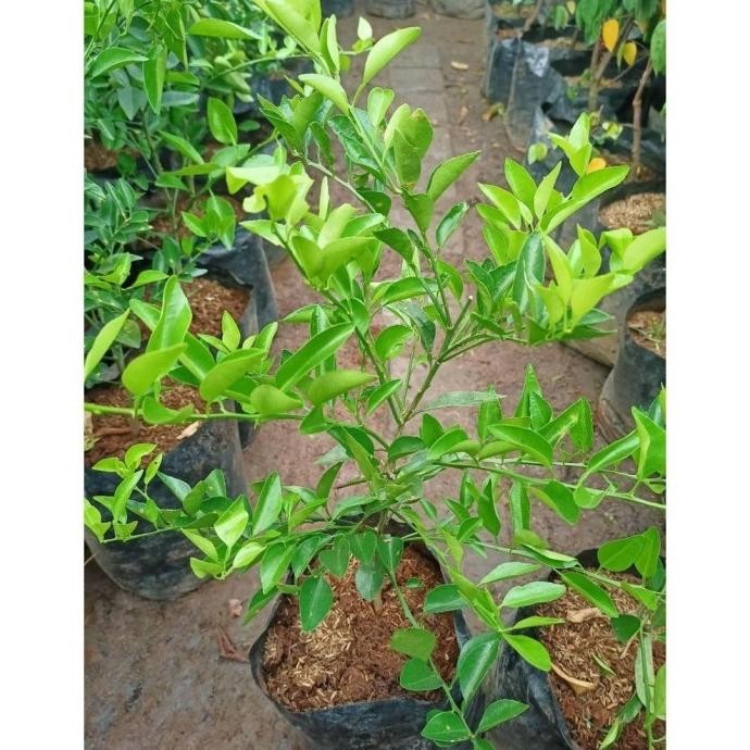 

Terlaris Bibit Tanaman Pohon Buah Jeruk Nipis / Limo Limau Keep Nagami Songkit