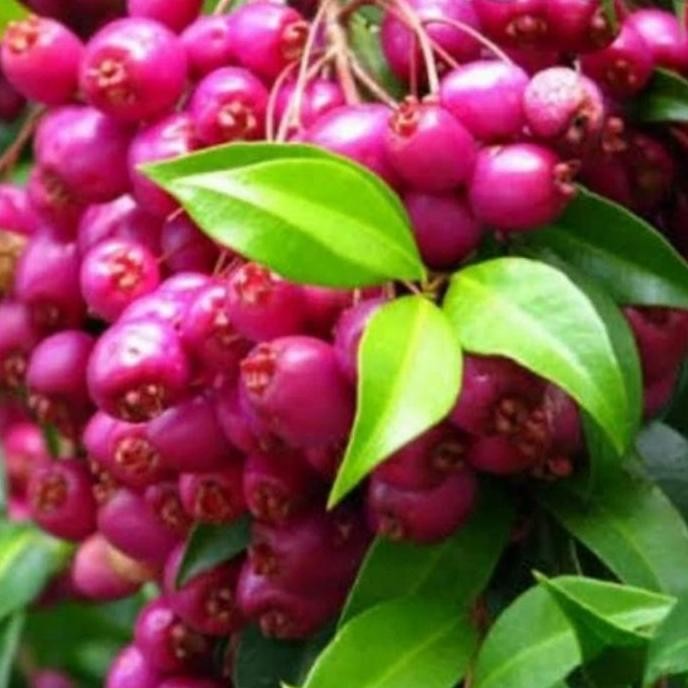 

Terlaris Bibit Tanaman Jambu Air Lilipili Hasil Cangkok , Siap Berbuah