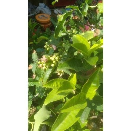 

Terlaris Obrall Bibit Tanaman Buah Jambu Air Madudeli Madu Deli Hijau Mdh Sudah