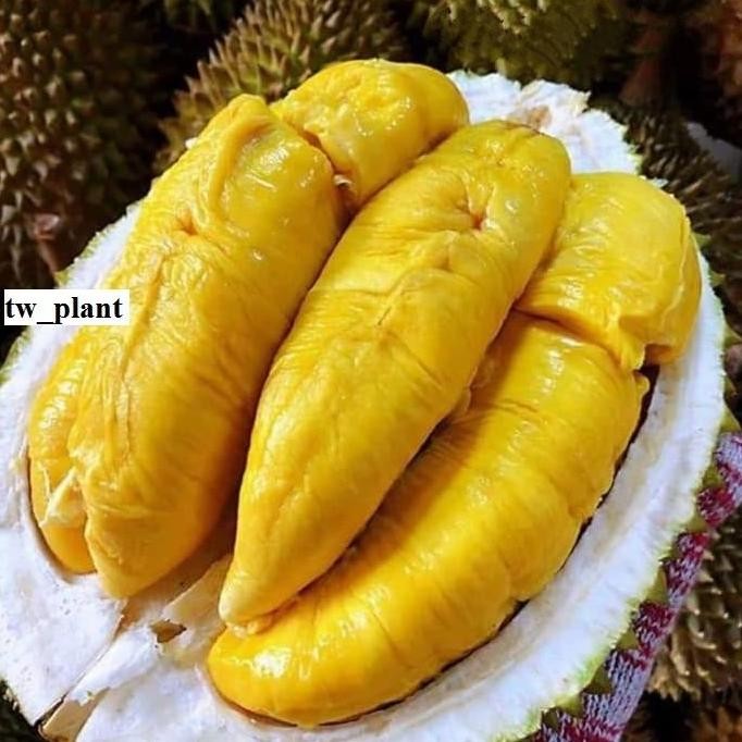 

Terlaris Bibit Durian Bawor Kaki 3 Jumbo Super Cepat Berbuah