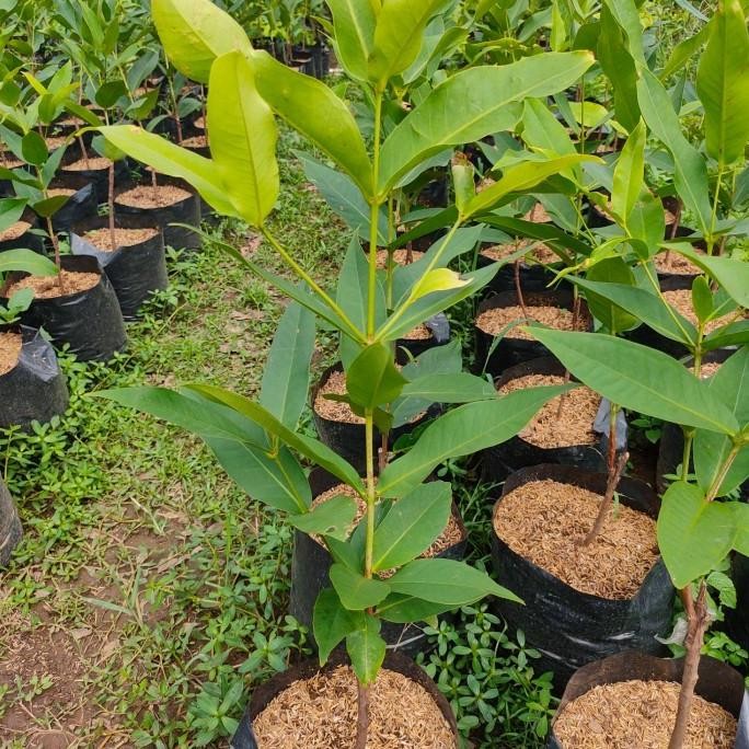 

Terlaris Bibit Pohon Buah Jambu Air Madu Deli Jambu Air Ijo Hij Besar Jumbo Mmy