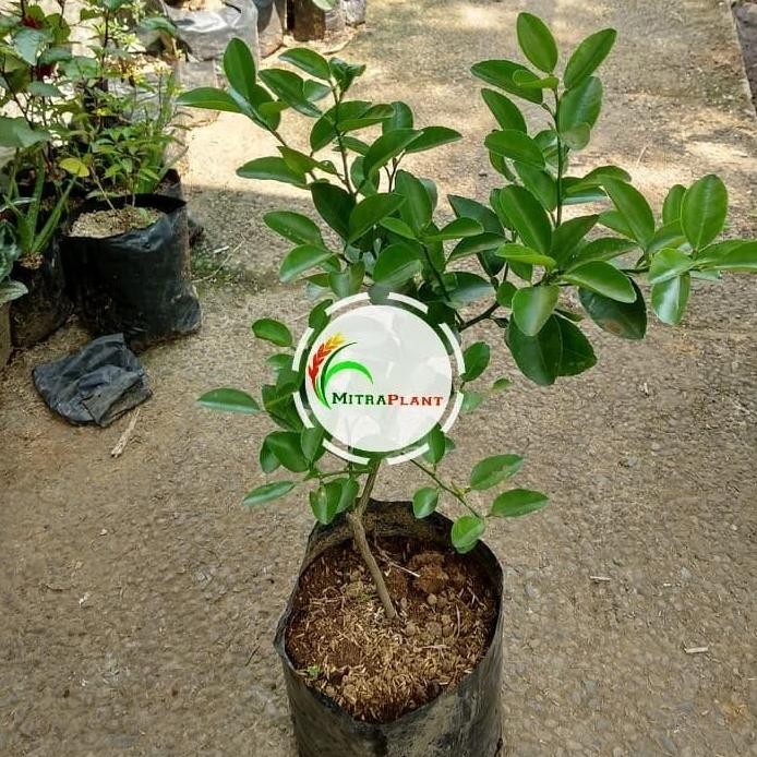 

Terlaris Bibit Pohon Jeruk Nipis - Tanaman Buah Jeruk Nipis Herbal Bahan Masak