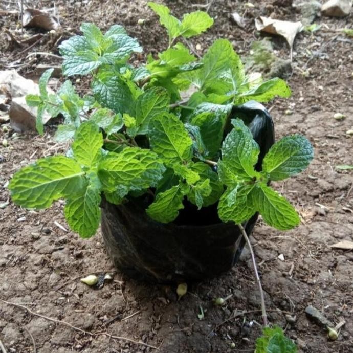 

Terlaris Bibit Tanaman Daun Mint 100% Alami