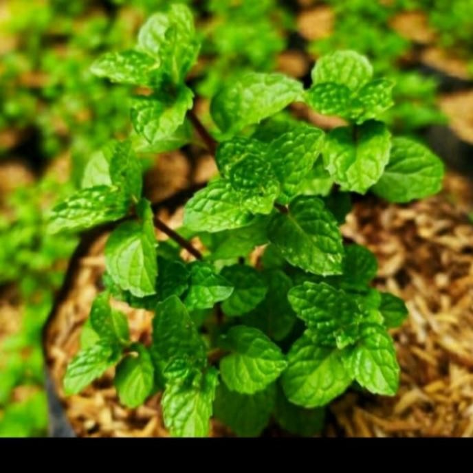 

Terlaris Promo 3 Bibit Tanaman Daun Mint Asli Rimbun Banget