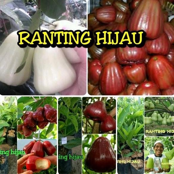 

Terlaris Paket 5 Jenis Bibit Buah Jambu Air Madu Deli-Madu Merah-Dalhari-Black