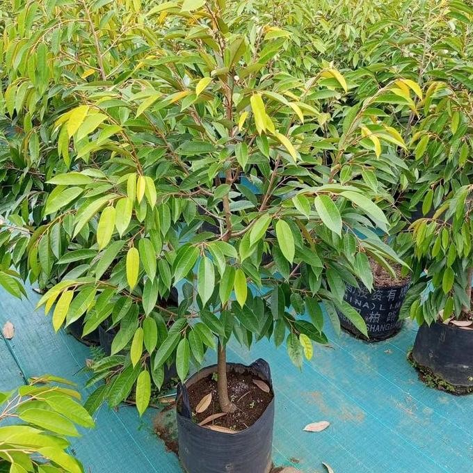 

Terlaris Bibit Durian Musaking Batang Jumbo